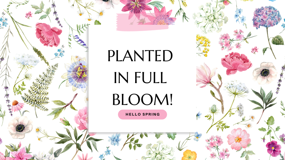 APRIL NEWSLETTER: Planted in Full BLOOM!